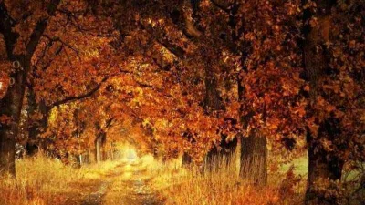 Yüksek IQ’su olanlar 9 saniyede buluyor! Ormandaki tilkiyi gördünüz mü?